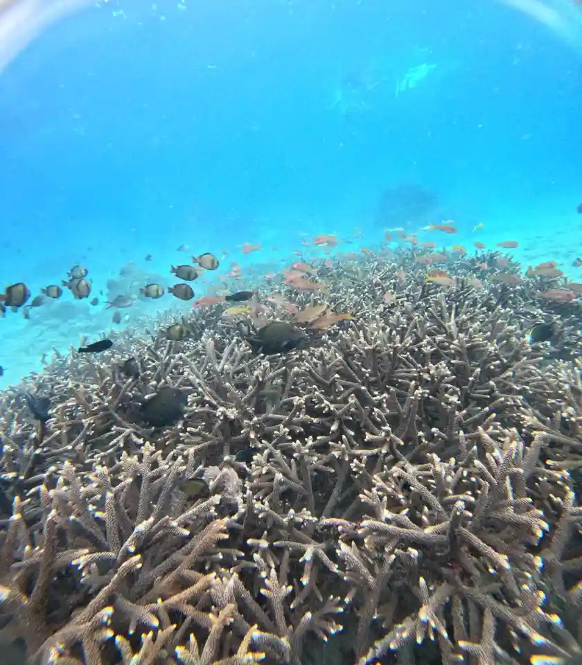 Snorkeling gallery photo 3