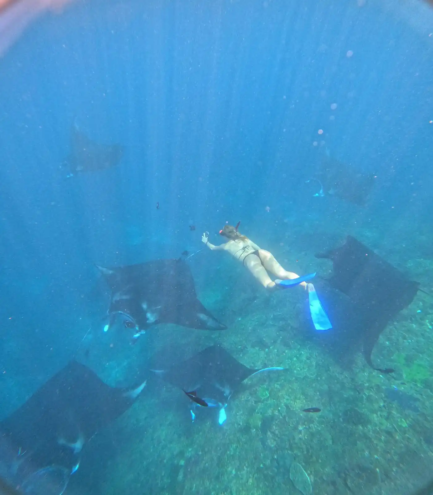 Snorkeling gallery photo 5