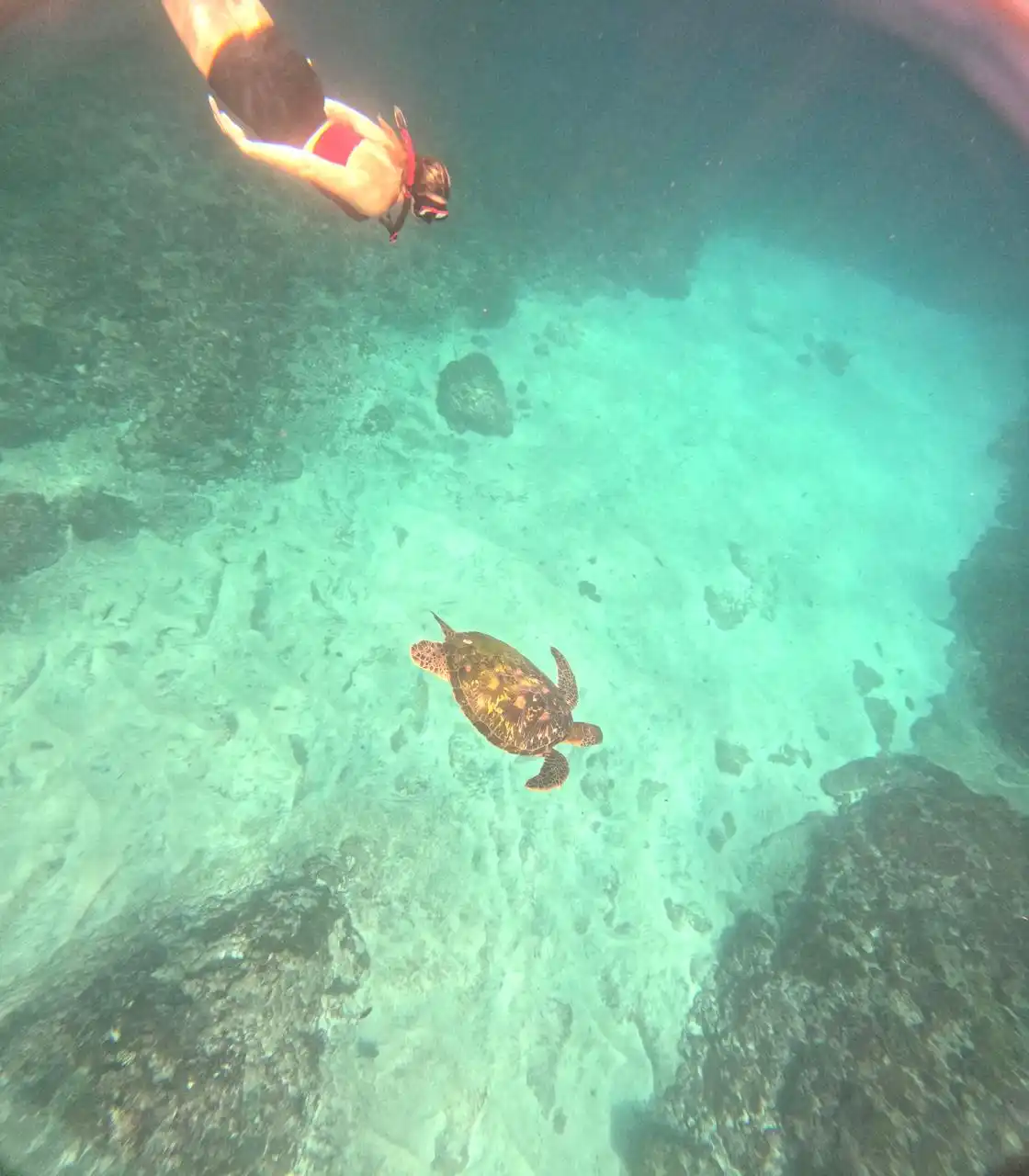Snorkeling gallery photo 6